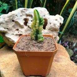 Acanthocereus Tetragonus Variagata Cactus Plant -Plant Life Decor Shop Acanthocereustetragonusvariagata 6