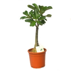 Rome Adenium Plant -Plant Life Decor Shop Adenium generic 1 08f0f10c 797a 4ccd a184 26e496b753c9