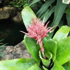Aechmea Fasciata Plant