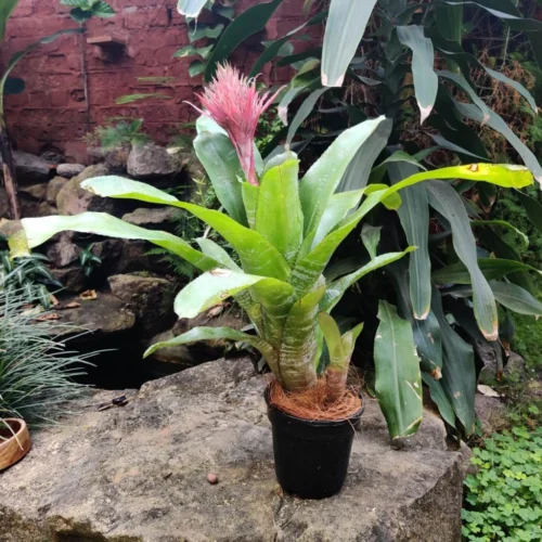 Aechmea Fasciata Plant -Plant Life Decor Shop AechmeaFasciata 2