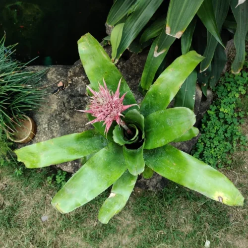 Aechmea Fasciata Plant -Plant Life Decor Shop AechmeaFasciata 3