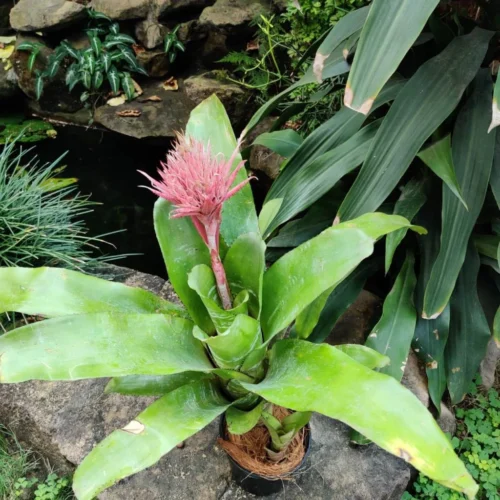 Aechmea Fasciata Plant -Plant Life Decor Shop AechmeaFasciata 4