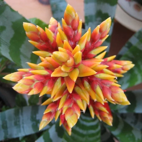 Aechmea Chantinii Plant