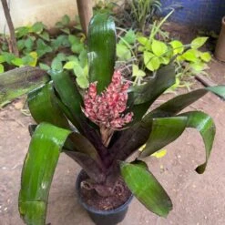 Aechmea Miniate Plant -Plant Life Decor Shop Aechmea miniate 1