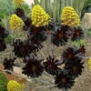 Aeonium Arboreum Zwartkop Succulent Plant