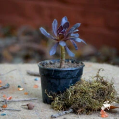 Aeonium Arboreum Zwartkop Succulent Plant -Plant Life Decor Shop Aeonium arboreum Zwartkop 2