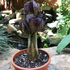Aeonium Arboreum Zwartkop Succulent Plant -Plant Life Decor Shop Aeonium arboreum Zwartkopf var big 1 269c0a93 552e 414c a93c 91d9cbd6e310