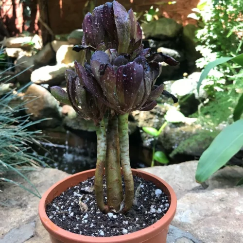 Aeonium Arboreum Zwartkop Succulent Plant -Plant Life Decor Shop Aeonium arboreum Zwartkopf var big 1 269c0a93 552e 414c a93c 91d9cbd6e310