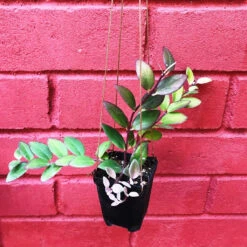 Aeschynanthus Radicans Plant 5 Aeschynanthus Radicans Plant -Plant Life Decor Shop Aeschynanthusradicans 1