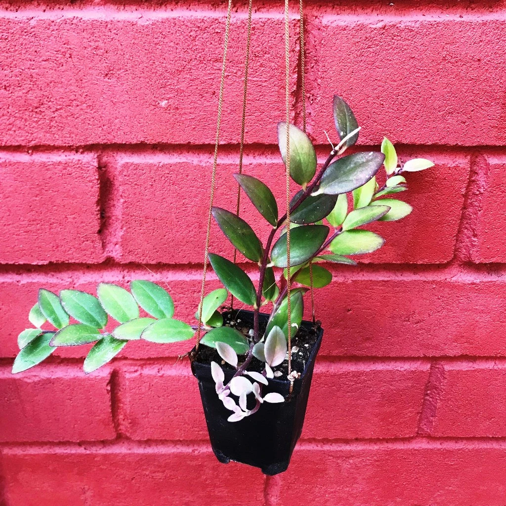 Aeschynanthus Radicans Plant 3 Aeschynanthus Radicans Plant - Image 3