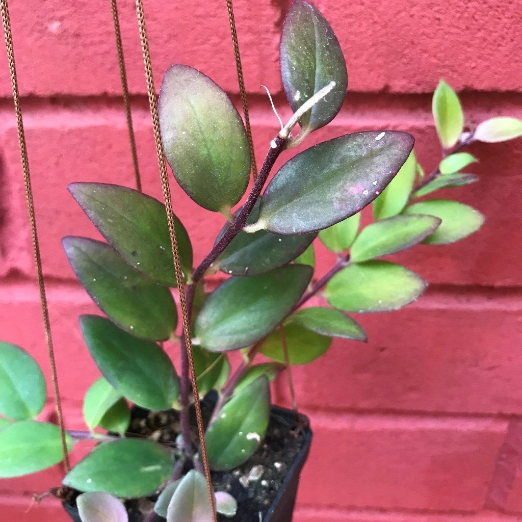 Aeschynanthus Radicans Plant 2 Aeschynanthus Radicans Plant - Image 2