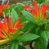 Aeschynanthus Xsplendidus Plant