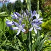 Agapanthus 'Praecox' (Bulbs)