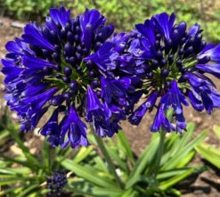 Agapanthus 'Agapanthus 'Midnight Sky' (Bulbs) -Plant Life Decor Shop Agapanthus Midnight Sky 3