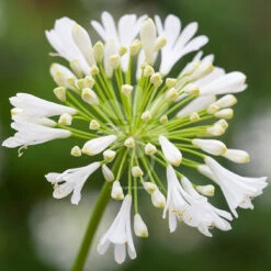 Agapanthus 'White Heaven' (Bulbs)
