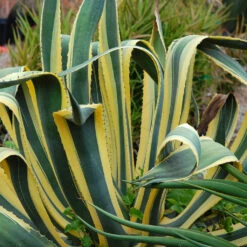 Agave Americana Marginata Plant