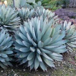 Agave Macroacantha Plant -Plant Life Decor Shop Agave macroacantha Black Spined