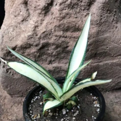 Agave Desmettiana Quicksilver Plant -Plant Life Decor Shop AgaveDesmettianaMediopictaalbaquicksilver 2