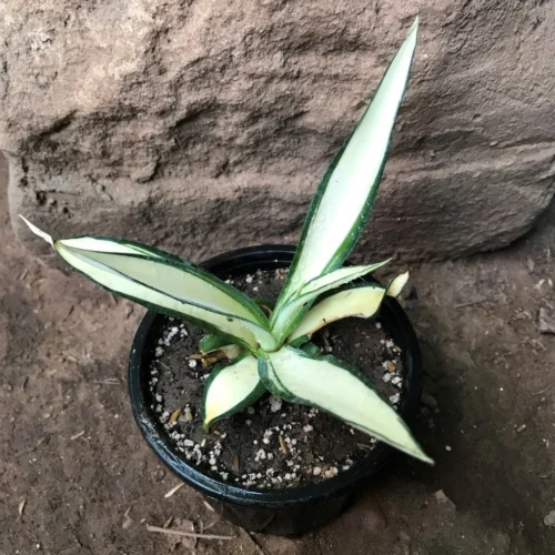 Agave Desmettiana Quicksilver Plant 7 Agave Desmettiana Quicksilver Plant -Plant Life Decor Shop AgaveDesmettianaMediopictaalbaquicksilver