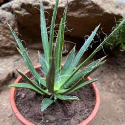 Agave Filifera Compacta Plant