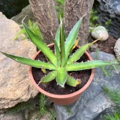 Agave Horrida Perotensis Cactus Plant -Plant Life Decor Shop AgaveHorridaperotensis 1