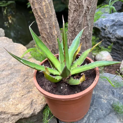 Agave Horrida Perotensis Cactus Plant 8 Agave Horrida Perotensis Cactus Plant -Plant Life Decor Shop AgaveHorridaperotensis 2