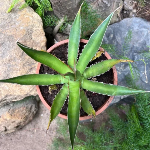 Agave Horrida Perotensis Cactus Plant 9 Agave Horrida Perotensis Cactus Plant -Plant Life Decor Shop AgaveHorridaperotensis 3
