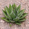 Agave Horrida Perotensis Cactus Plant
