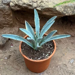 Agave Macroacantha Blue Ribbon Plant -Plant Life Decor Shop AgaveMacrocanthaMarginata 1