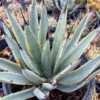 Agave Macroacantha Blue Ribbon Plant