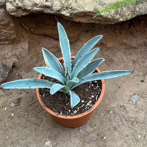 Agave Macroacantha Blue Ribbon Plant -Plant Life Decor Shop AgaveMacrocanthaMarginata