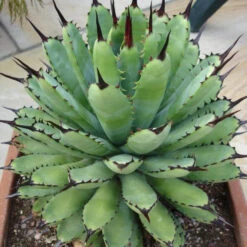 Agave Royal Spine Plant -Plant Life Decor Shop AgaveRoyalSpine