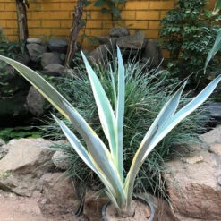 Agave Tequilana Sunrise Plant -Plant Life Decor Shop AgaveTequilanaSunrise 2