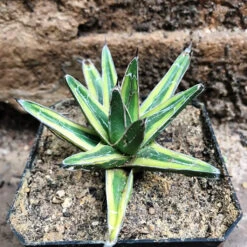 Agave Victoria Regiane Golden PrincessPlant -Plant Life Decor Shop AgaveVictoriaRegianeMarginata 1