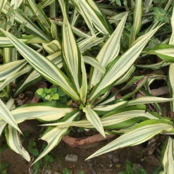 Furcraea Foetida Mediopicta Plant -Plant Life Decor Shop Agave Furcraea1