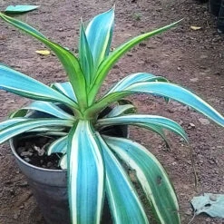 Titelseite -Plant Life Decor Shop Agave Joe Hoak