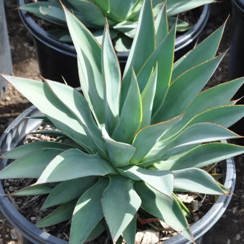 Agave Moonshine Plant 5 Agave Moonshine Plant -Plant Life Decor Shop Agave Moonshine