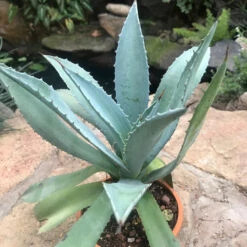 Agave Moonshine Plant