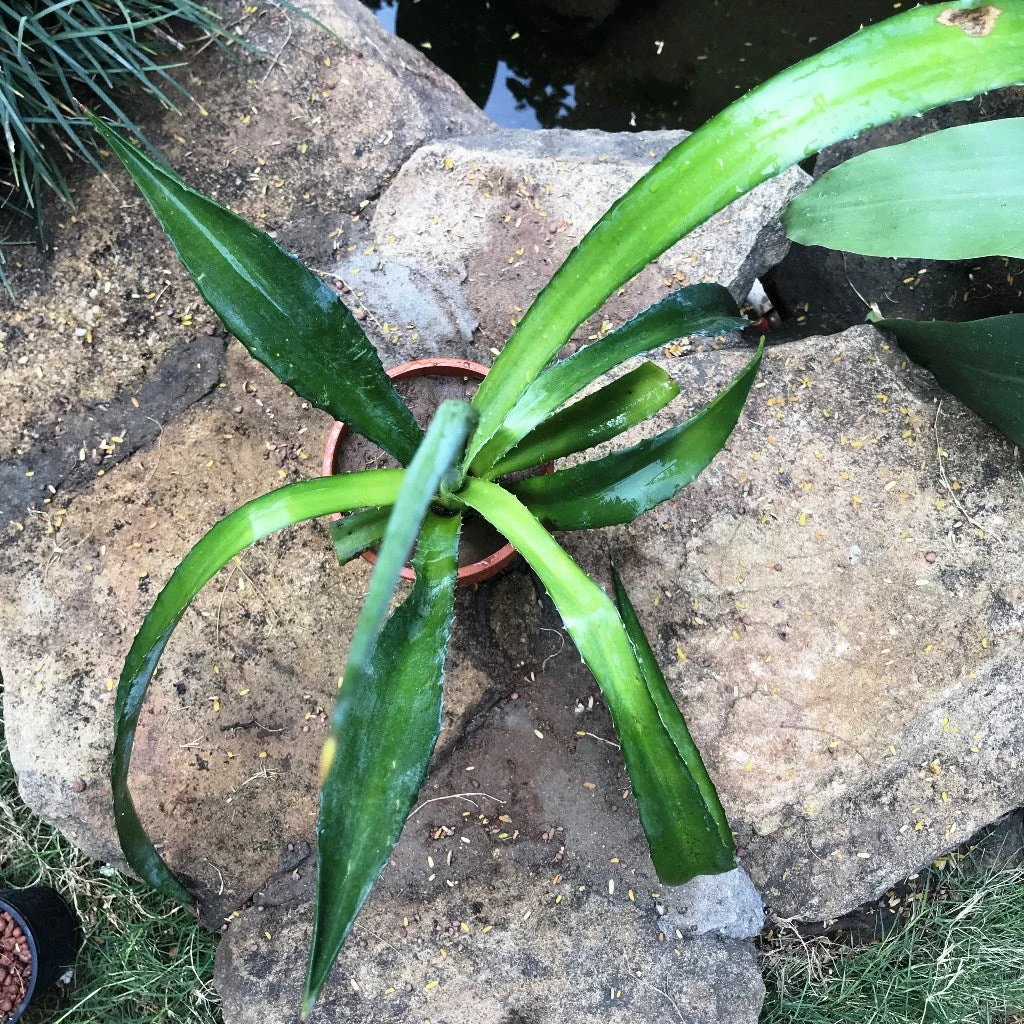 Agave Sisalana Cactus Plant 3 Agave Sisalana Cactus Plant - Image 3