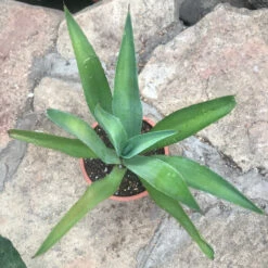 Agave Desmettiana Jacobi Cactus Plant 5 Agave Desmettiana Jacobi Cactus Plant -Plant Life Decor Shop Agave desmettiana Smooth Agave 3