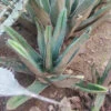 Agave Nickelsiae Fernandis Plant