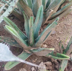 Agave Nickelsiae Fernandis Plant