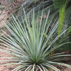 Agave Striata Ssp. Falcata – Fine‑Leaf Desert Agave
