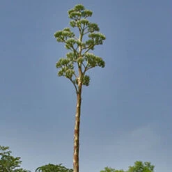 Agave Angustifolia Cactus Plant -Plant Life Decor Shop Agaveangustifolia flower