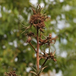 Agave Angustifolia Cactus Plant -Plant Life Decor Shop Agaveangustifolia pups