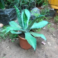 Agave Colorata Cactus Plant -Plant Life Decor Shop Agavecolorata 1