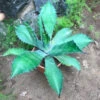 Agave Colorata Cactus Plant