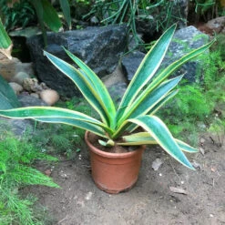 Agave Desmettiana El Miradors Gold Cactus Plant -Plant Life Decor Shop Agavedesmettiana ElMirador sGold 1