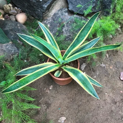 Agave Desmettiana El Miradors Gold Cactus Plant 8 Agave Desmettiana El Miradors Gold Cactus Plant -Plant Life Decor Shop Agavedesmettiana ElMirador sGold 4