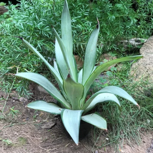 Agave Desmettiana Silver Star Cactus Plant